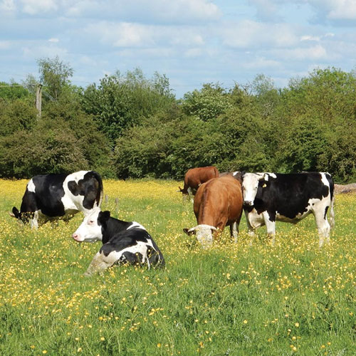 Agricultural and Dairy Farm Recruitment Service